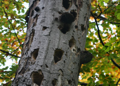 Black Woodpecker work