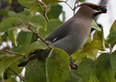 Bohemian Waxwing eating a berry