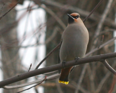 Bohemian Waxwing perched