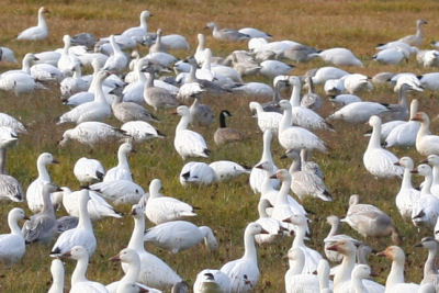 Cackling Goose with Snow Geese