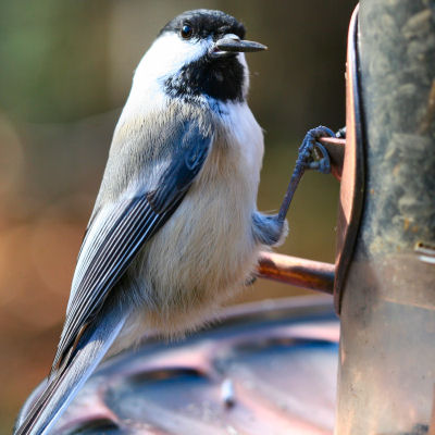 chickadee-dee-dee