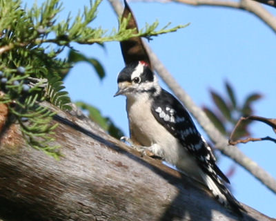 Downy Woodpecker