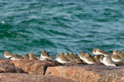 Dunlin and Sanderling at Jones Beach jetty