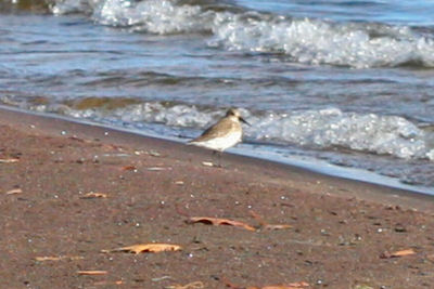 Dunlin at Noblewood