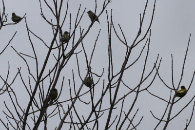 Evening Grosbeaks