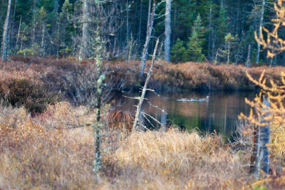 Ferd's Bog Mallards