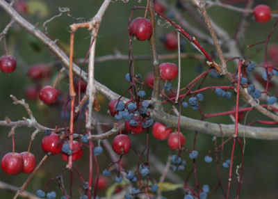 wild grapes and crabapples