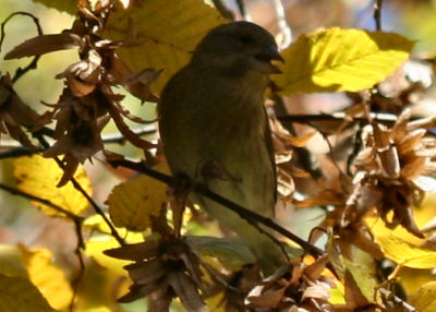 European Greenfinch