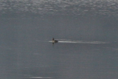 horrible shot of a juvenile male King Eider