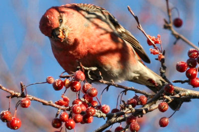 Pine Grosbeak