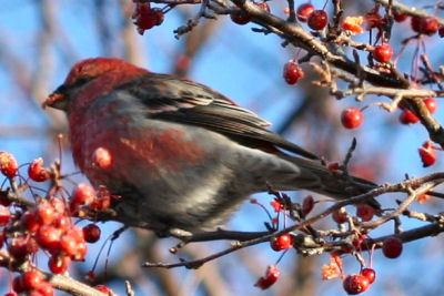 Pine Grosbeak