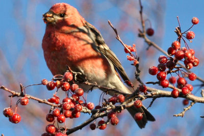 Pine Grosbeak by Corey Finger