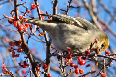 female Pine Grosbeak