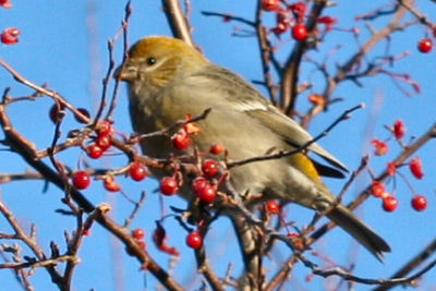 female Pine Grosbeak