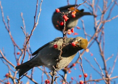 female Pine Grosbeak