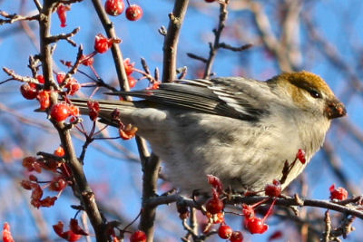 female Pine Grosbeak