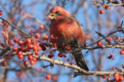 Pine Grosbeak