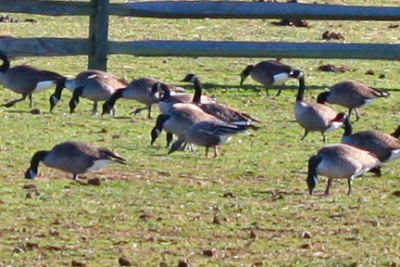 Pink-footed Goose with Canada Geese
