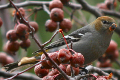 Pine Grosbeak