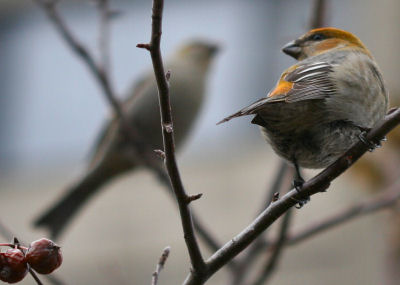 Pine Grosbeaks