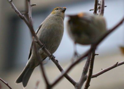 Pine Grosbeaks