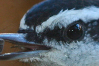 Red-Breasted Nuthatch Tongue