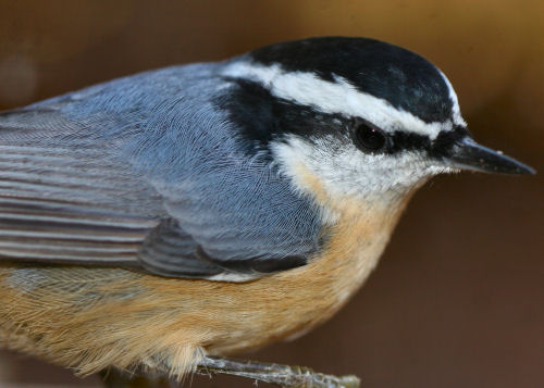 Red-breasted Nuthatch