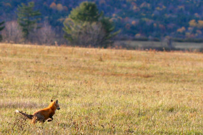 Red Fox