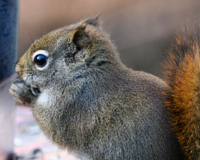 Red Squirrel snack