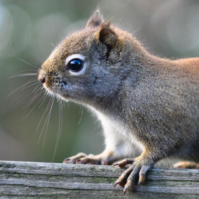 Up close Red Squirrel