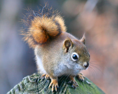 Red Squirrel