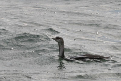 Red-throated Loon