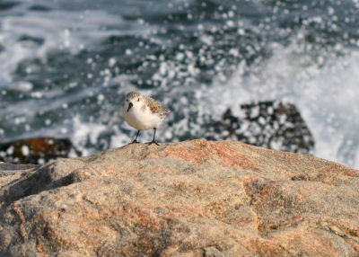 Sanderling on jetty