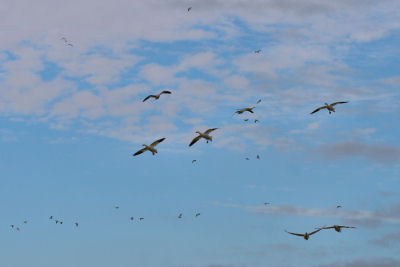 Snow Geese everywhere