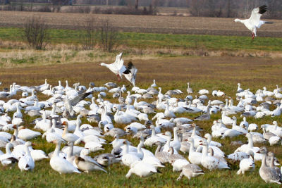 Snow Geese joining Snow Geese