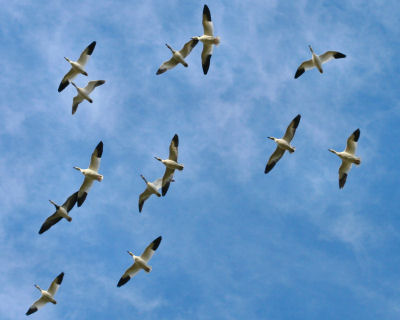 Snow Geese overhead