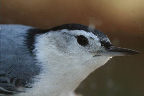 White-breasted Nuthatch