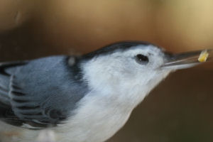 White-breasted Nuthatch quiz answer