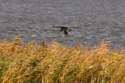 White-tailed Eagle