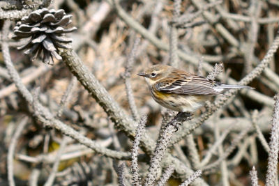 Yellow-rumped Warbler