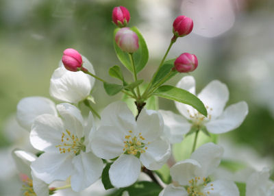 apple blossoms