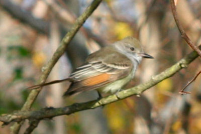 Ash-throated Flycatcher: western vagrant in New York