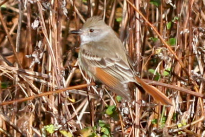 Ash-throated Flycatcher at Jamaica Bay