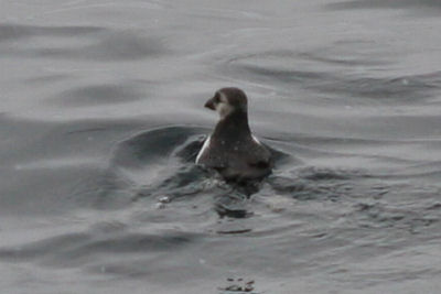 Atlantic Puffin