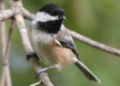 Black-capped Chickadee at Vischer Ferry