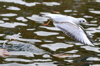 Black-headed Gull in Berlin