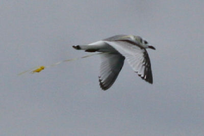 Black-legged Kittiwake