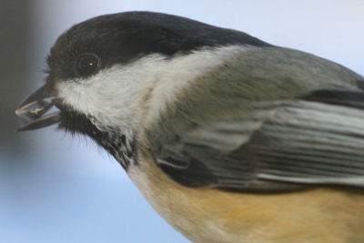 Black-capped Chickadee with sunflower seed