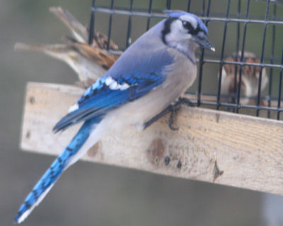 Blue Jay on cage feeder