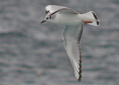 Bonaparte's Gull